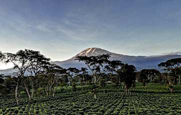 Kili-and-Farm