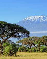 Kilimanj_Afromontane_Forest