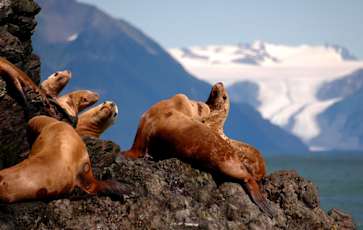 NorthAmerica-AK-Kenai-Peninsula-Sea-Lions-Sunbathing