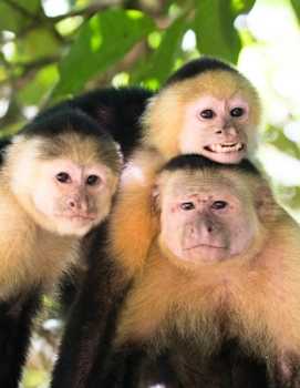 Wildlife & Safari