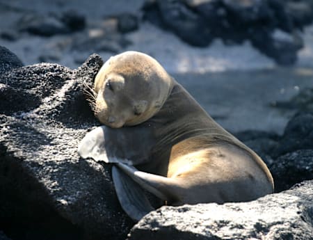 Peru-and-Galapagos-Explorer