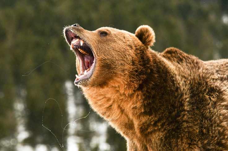 Can You Tell the Difference Between a Black Bear and a Grizzly Bear?