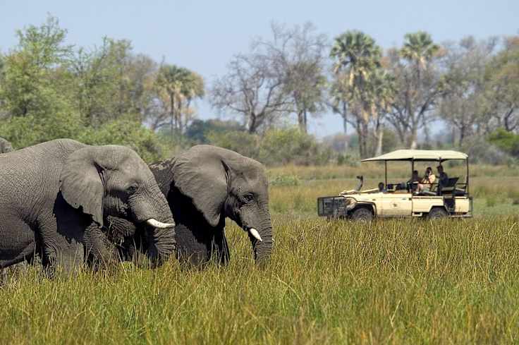 Abu Camp, Botswana