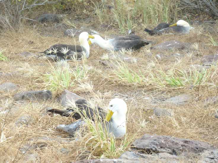 Exploring the Galapagos: By Land or by Sea?