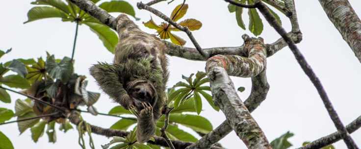 7 Reasons Why You Should Take the Family to Costa Rica this Christmas