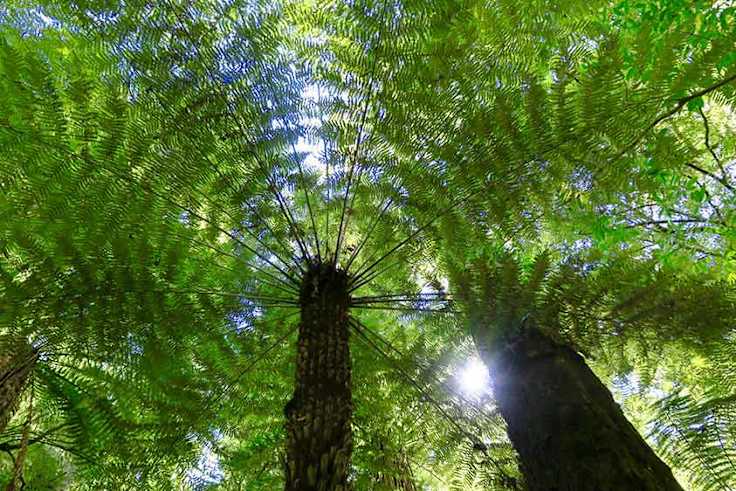 Little Guide to New Zealand Native Trees