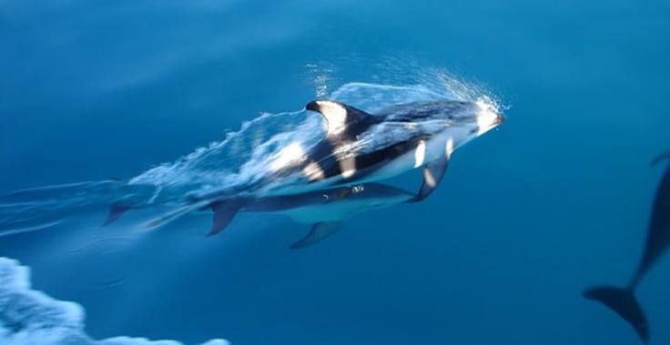 Little Guide to Kaikoura, New Zealand