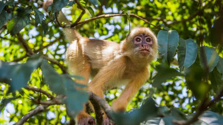 The Top Things to do in the Amazon Rainforest