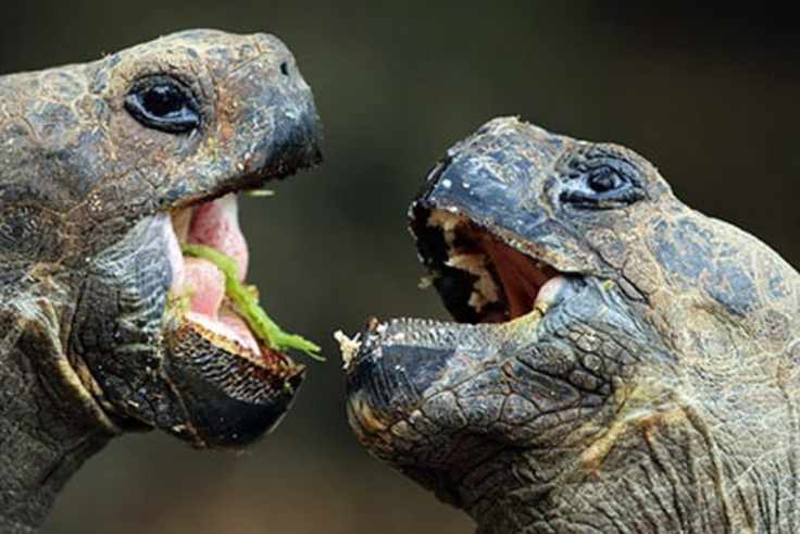 7 Fascinating Galapagos Islands Animals