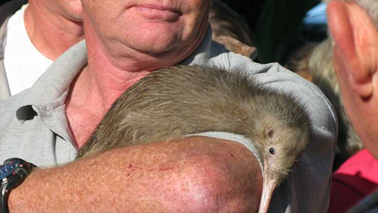 Why we Love our New Zealand Birds