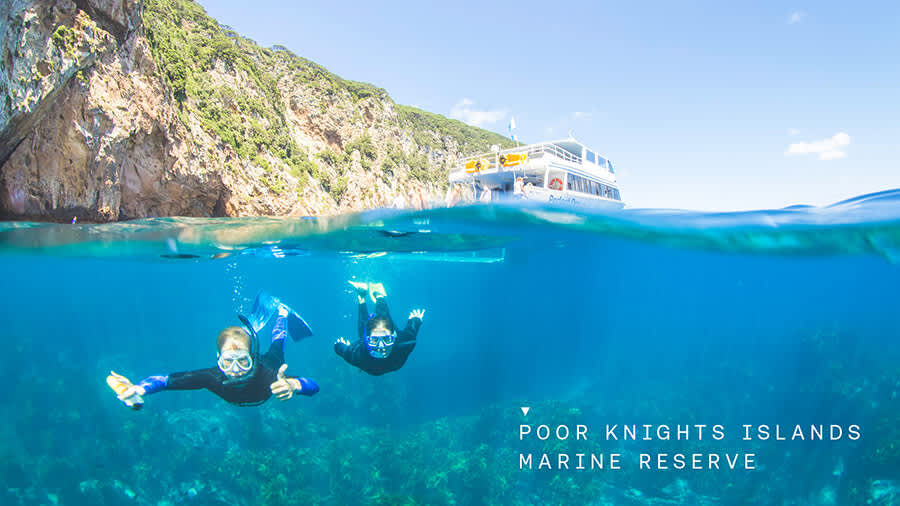 Guests snorkeling at Poor Knights Marine Reserve