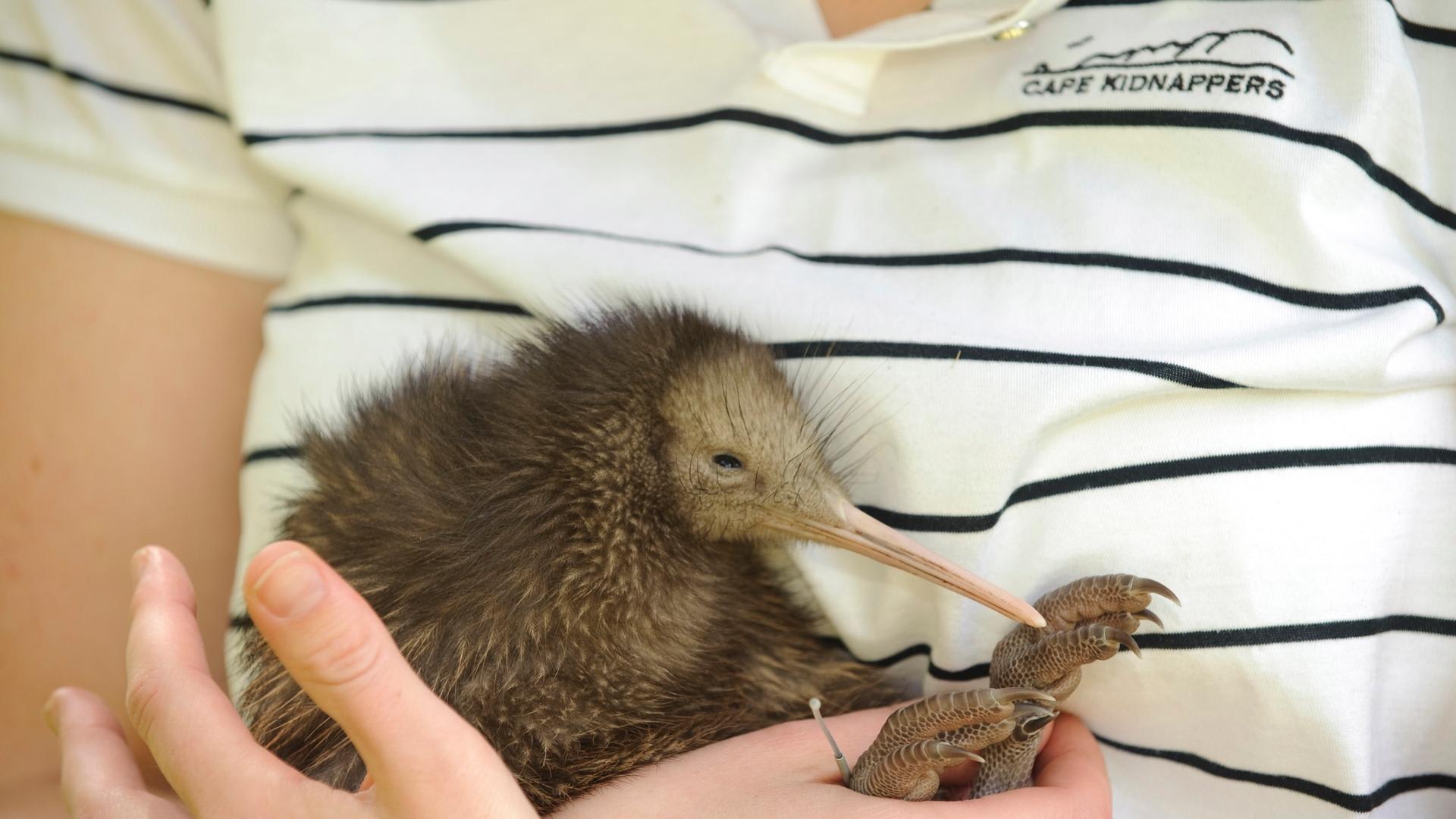 Guest with kiwi bird on New Zealand Family Vacation