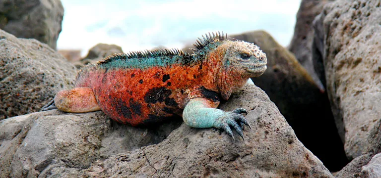 Ultimate Machu Picchu & Galapagos Islands Adventure