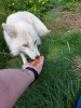 Fox encounter