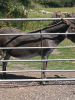 Donkey Picnic