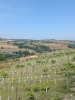 Vineyard expi