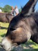 Donkey Picnic