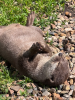 Meet the meerkats 