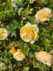 Yellow roses