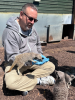 Meet the meerkats 