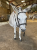 Donkey Picnic