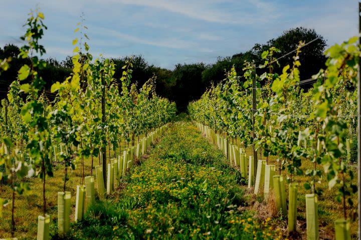 Tour & BBQ for Two at Wildshark Vineyard