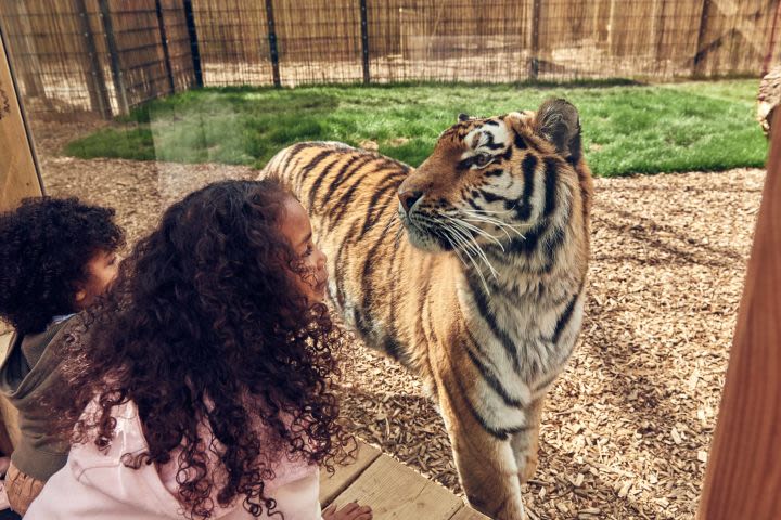 Family Overnight stay at Chessington World of Adventures