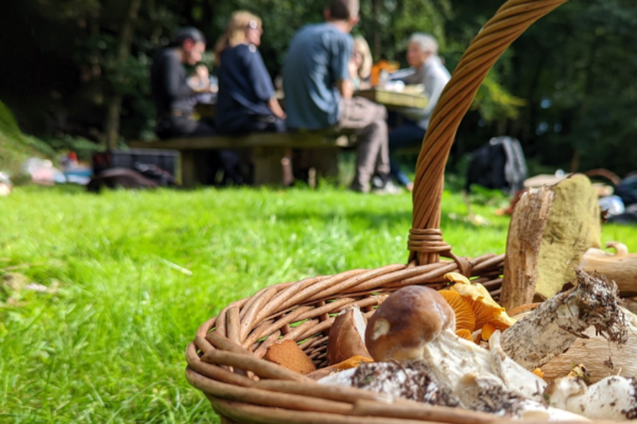 Foraging Day with Wild Lunch