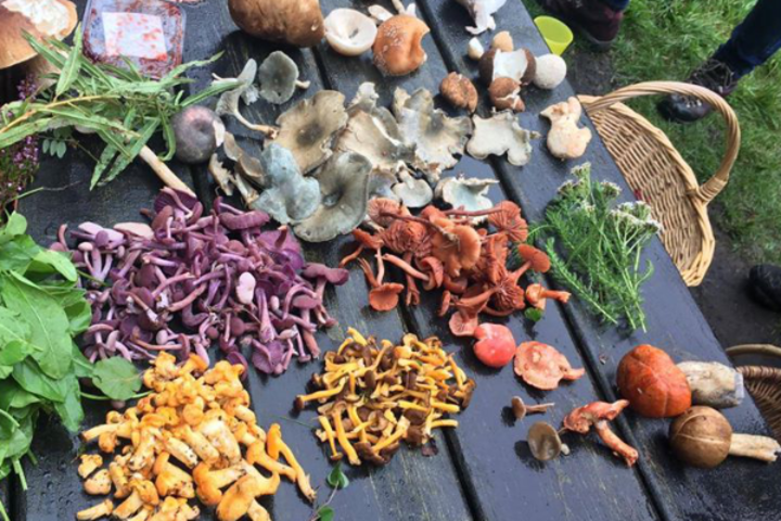 Foraging Day with Wild Lunch