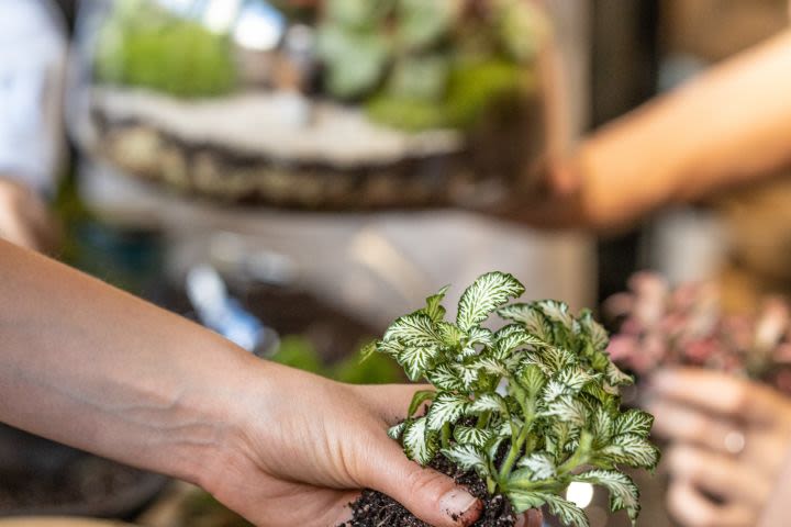 Botanical Boys Terrarium Masterclass