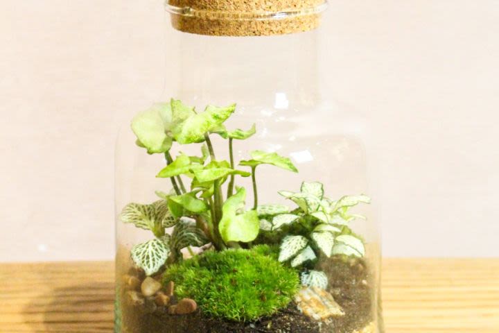 Botanical Boys Slim Cork Terrarium Masterclass