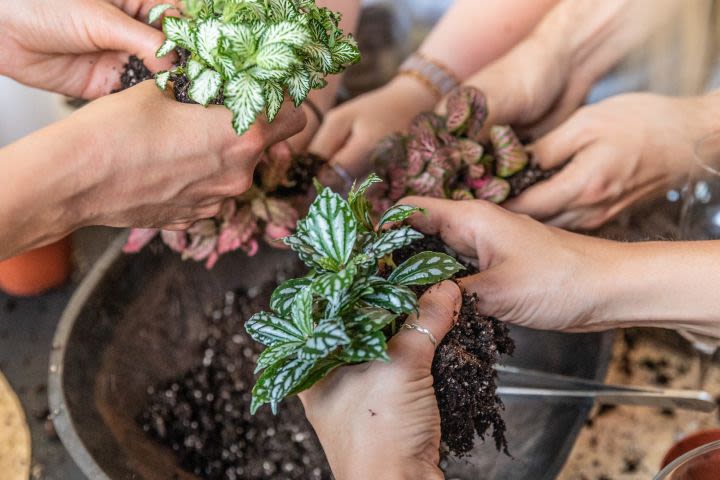 Botanical Boys Slim Cork Terrarium Masterclass