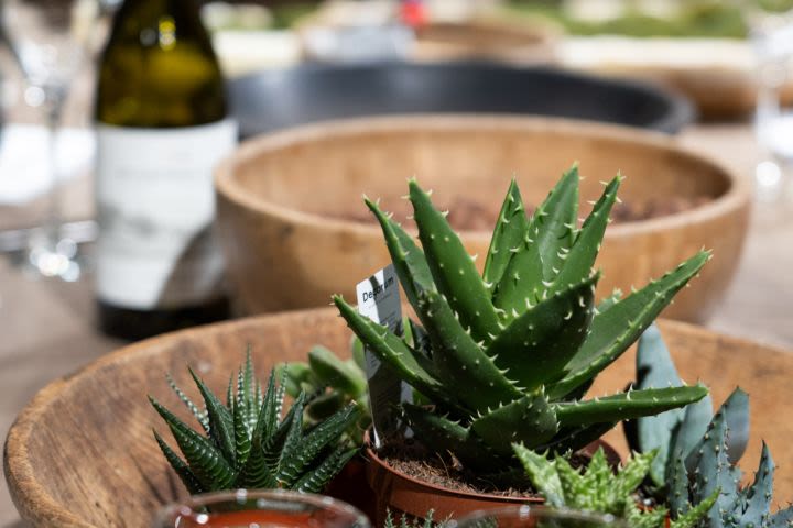 Botanical Boys Sip and Plant