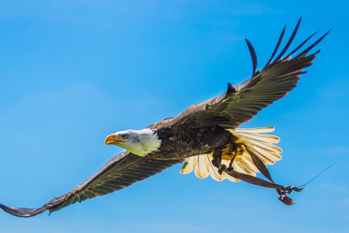 Elite Falconry Experience