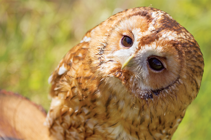 Elite Falconry Experience