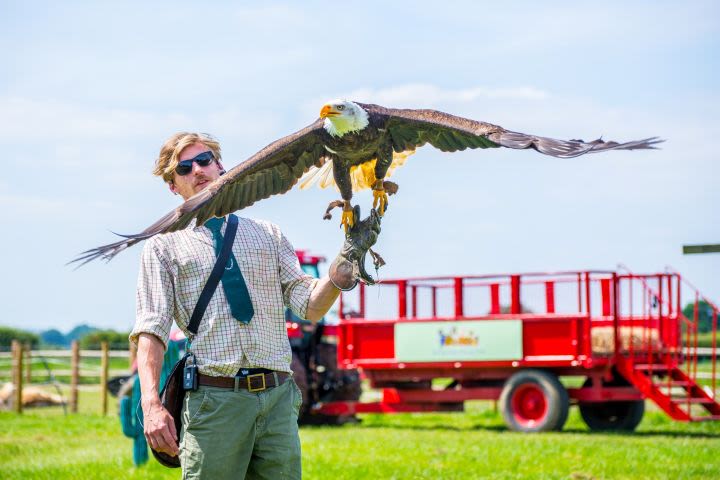 Elite Falconry Experience