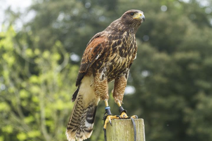 Elite Falconry Experience