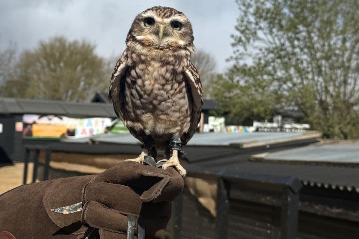 Elite Falconry Experience