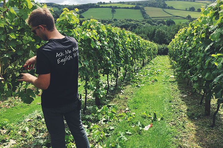 Deluxe English Vineyard Discovery