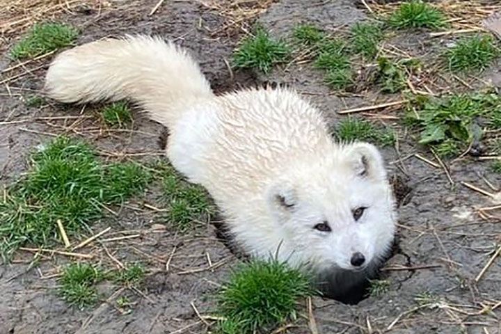 Fox Encounter for Two at Ark Wildlife Park