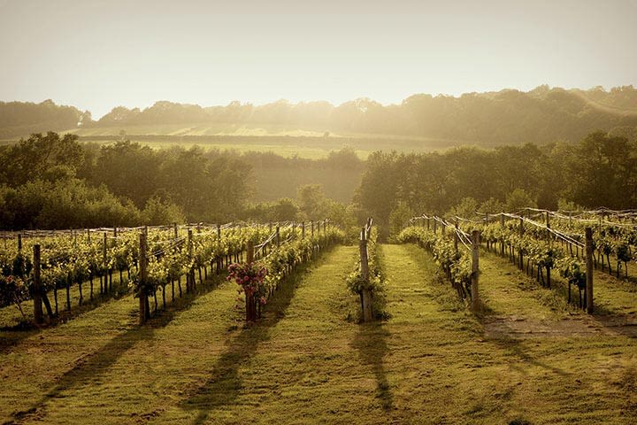 French Winemakers Are Headed for Napa Valley - Eater