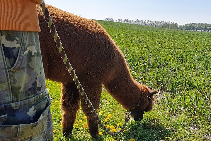 VIP Guided Animal Encounter for Two