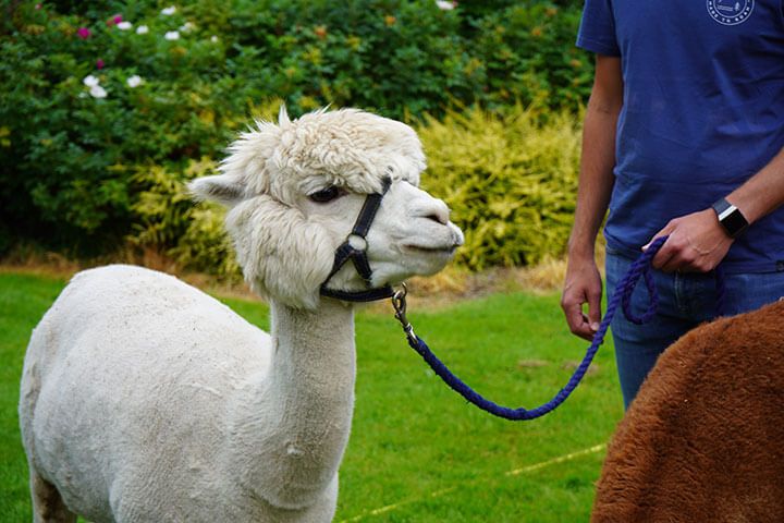 Family Meet & Greet with the Alpacas 