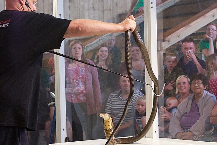 Venomous Snake Show