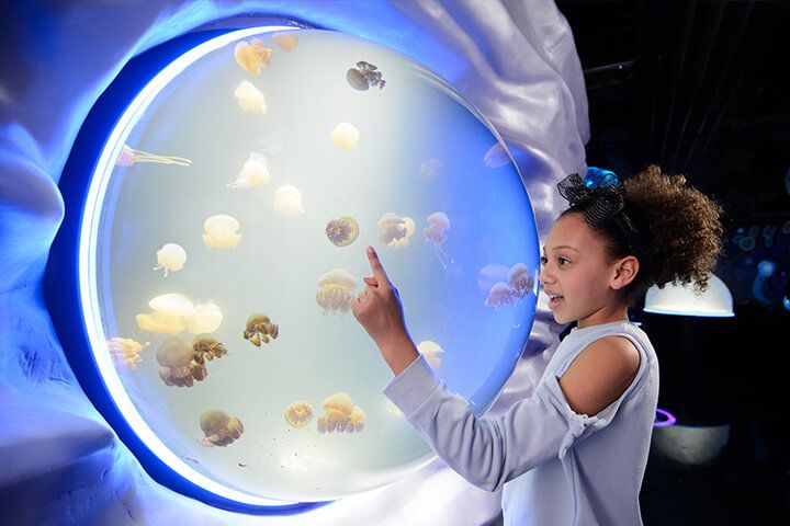 Family Entrance to SEA LIFE London and Two Course Lunch