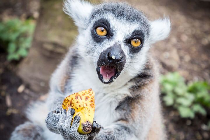 Meerkat and Lemur Experience for Two