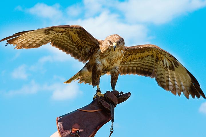 Sapphire from Customer Service