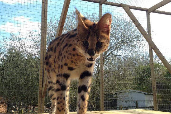 Tzarina from Marketing