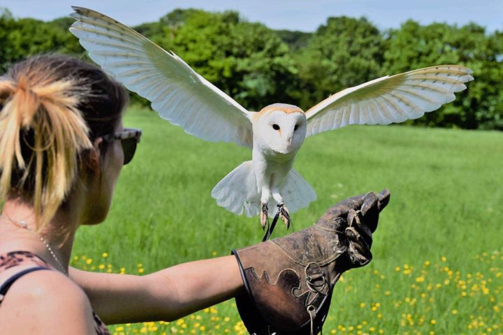 Sapphire from Customer Service