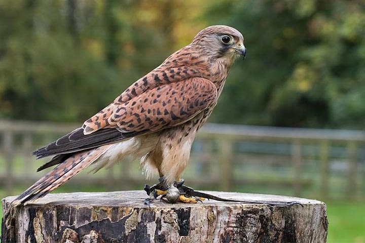 Hawksflight Falconry Birds of Prey Experience Activity Superstore